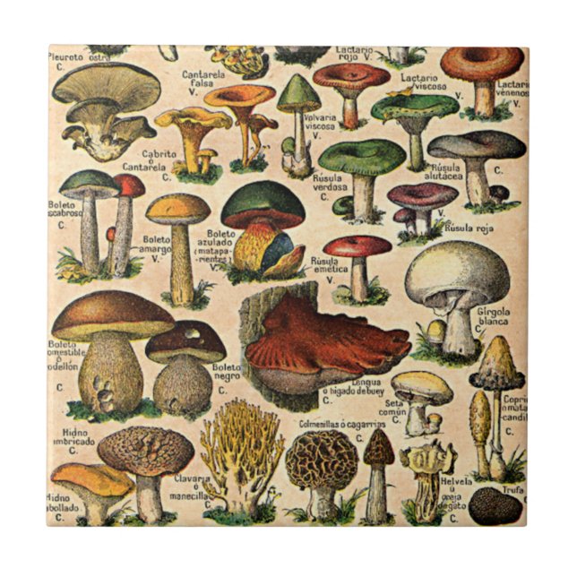 Carreau Tuile vintage de guide de champignon (Devant)