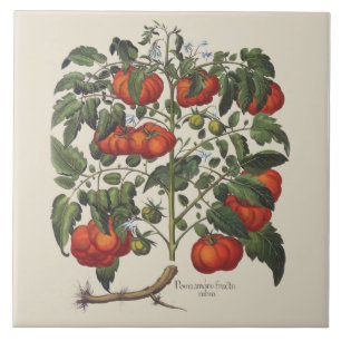 Carreau Tuile vintage d'impression de tomate