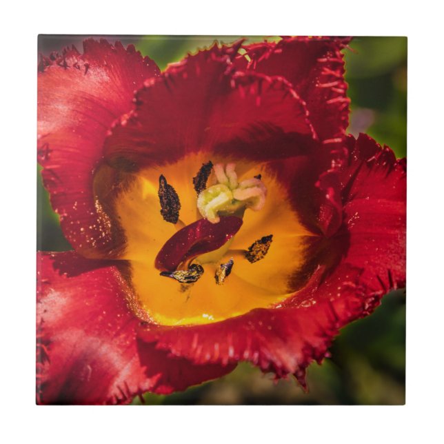 Carreau Tuliforme rouge (Devant)