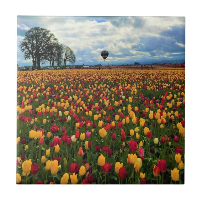 Carreau Tulip Farm (Devant)