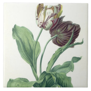 Carreau Tulipe de jardin, de "opéra Botanica", gravé par L