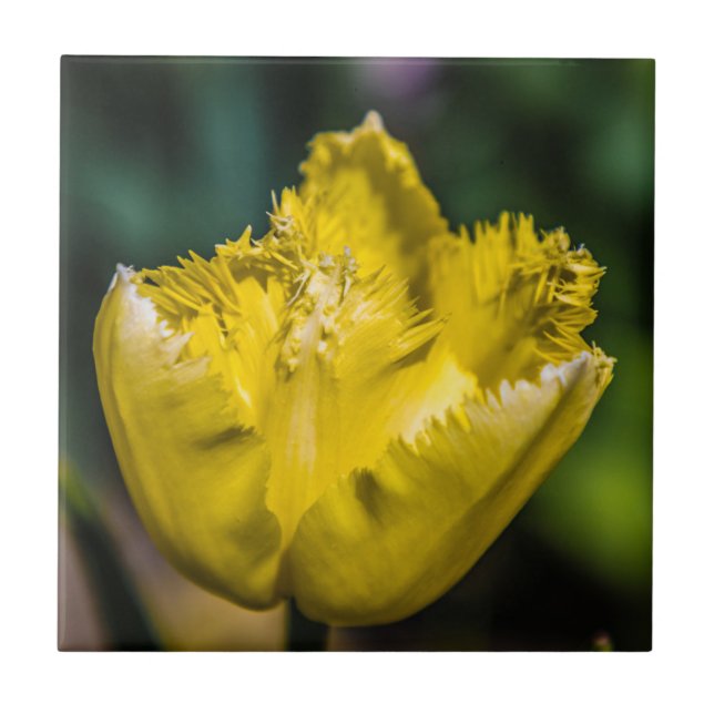 Carreau Tulipe jaune (Devant)