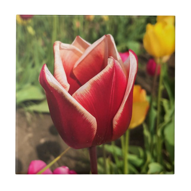 Carreau Tulipe Leen Van Der Mark, Oregon (Devant)
