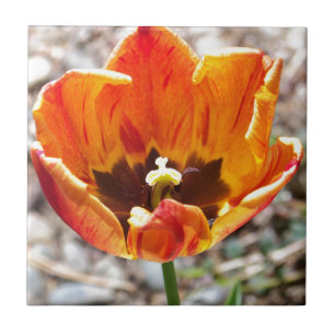Carreau Tulipe orange
