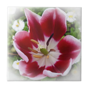 Carreau tulipe rouge brillante