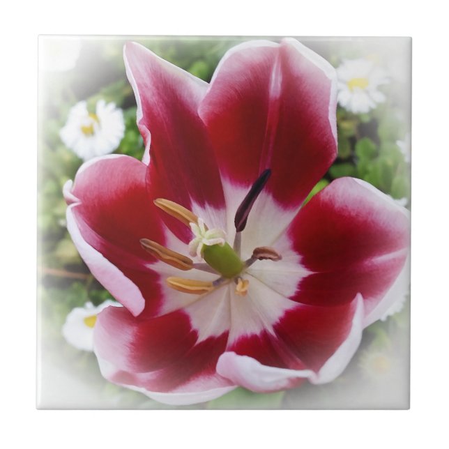 Carreau tulipe rouge brillante (Devant)