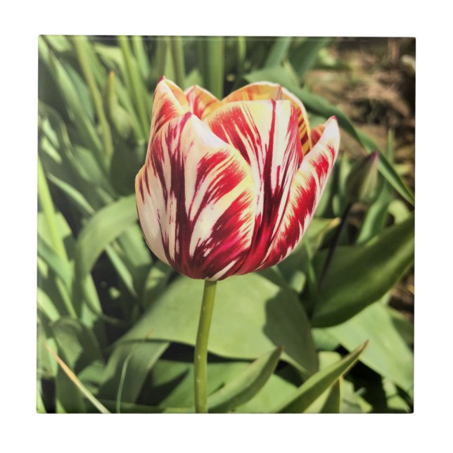 Carreau Tulipe rouge et blanche (Devant)