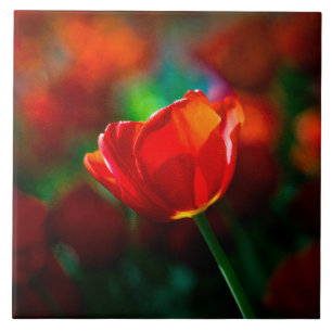 Carreau Tulipe rouge - Mystère de floraison