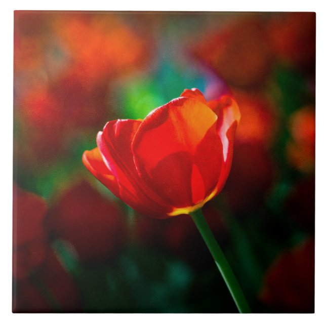 Carreau Tulipe rouge - Mystère de floraison (Devant)