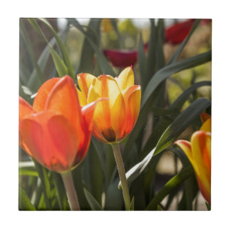 Carreau Tulipes