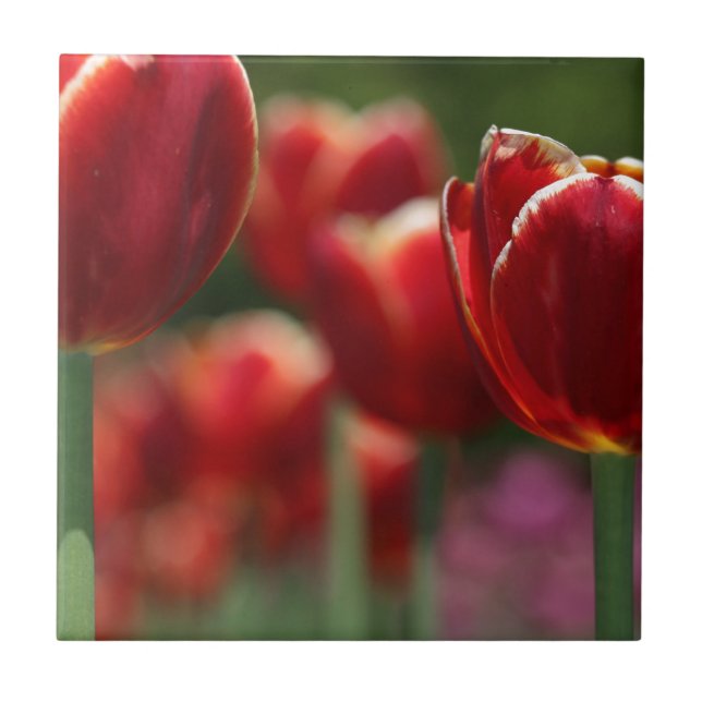 Carreau Tulipes (Devant)