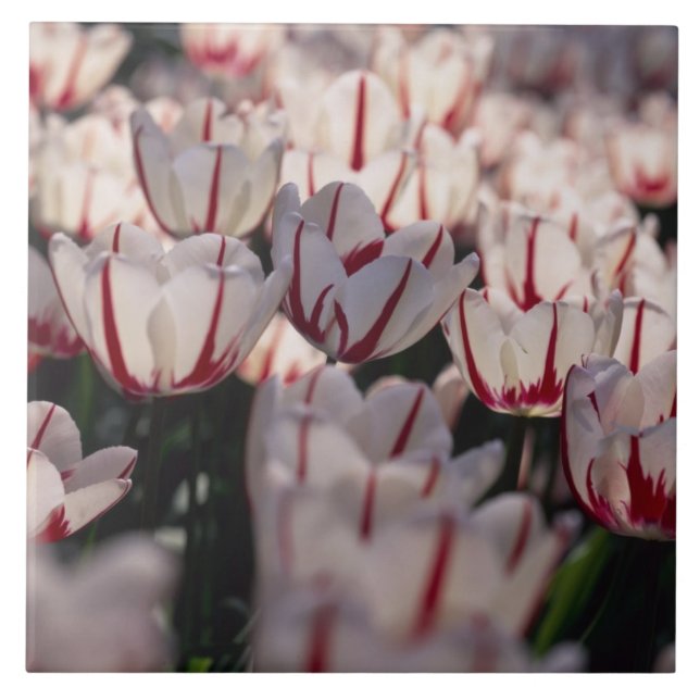 Carreau Tulipes (Devant)