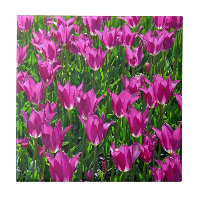 Carreau Tulipes à ressort pourpre (Devant)