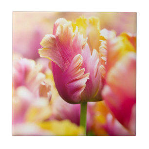 Carreau Tulipes en gros plan