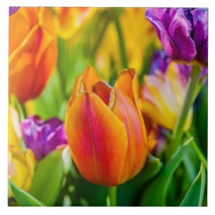 Carreau Tulipes Enchantant