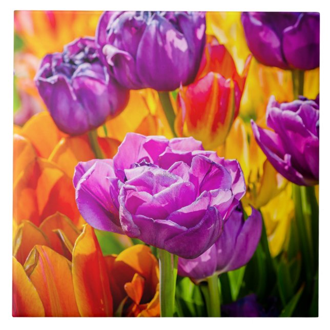 Carreau Tulipes Enchantant 12a (Devant)