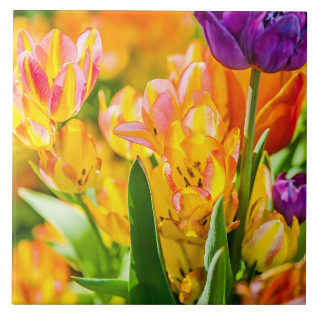 Carreau Tulipes Enchanter 01 (Devant)