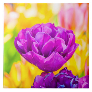 Carreau Tulipes Enchanter 15