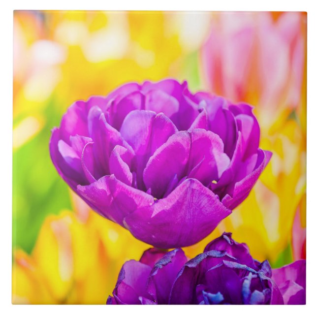 Carreau Tulipes Enchanter 15 (Devant)