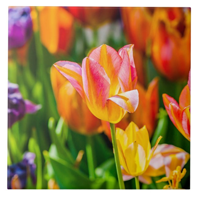 Carreau Tulipes Enchanter 17 (Devant)