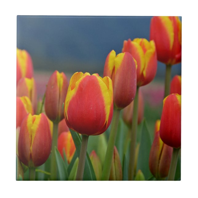 Carreau Tulipes pour maman (Devant)