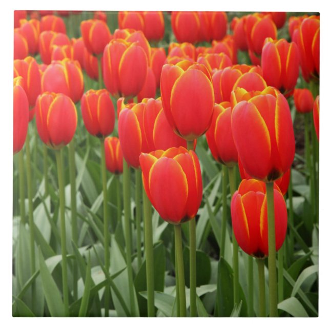 Carreau Tulipes rouges (Devant)