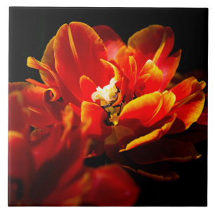 Carreau Tulipes rouges sur fond sombre
