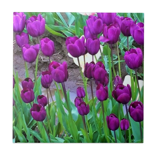 Carreau Tulipes violettes, Oregon (Devant)