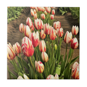 Carreau Tulips