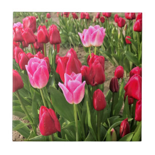 Carreau Tulips