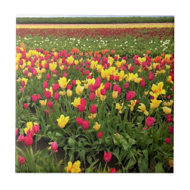 Carreau Tulips de Pink & Yellow, Oregon (Devant)