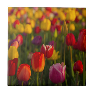 Carreau Tulips, Tulip Festival, Woodburn, Oregon, USA 2