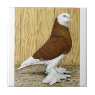 Carreau Tumbler Red Baldhead, Ouest de l'Angleterre