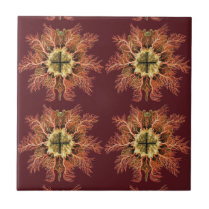 Carreau Tuniqué marin Ernst Haeckel Mer Rouge Art de la vi