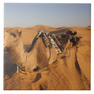 Carreau Tunisie, région des Ksour, Ksar Ghilane, Grand Erg