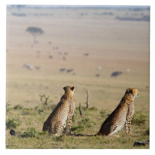 Carreau Two cheetahs on the look out