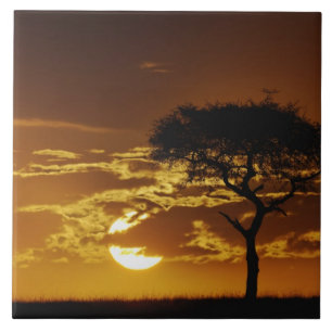 Carreau Umbrella Thorn Acacia, Acacia tortilis,