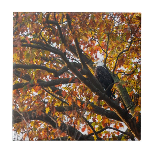 Carreau Un aigle en automne (Devant)