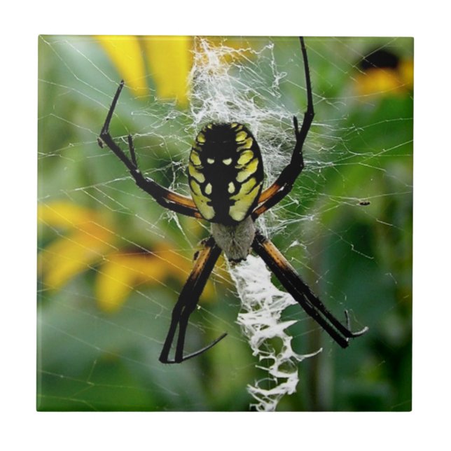 Carreau Un Araignée photo géniale en Web (Devant)