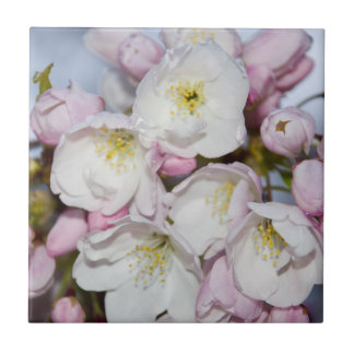 Carreau Un arbre d'Apple fleurit sur un ciel bleu