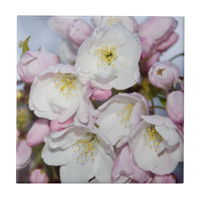 Carreau Un arbre d'Apple fleurit sur un ciel bleu (Devant)