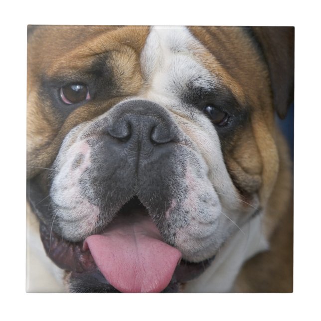 Carreau Un bouledogue anglais en Belgique (Devant)