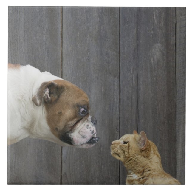 Carreau Un bouledogue et un chat sont faces à face dans un (Devant)