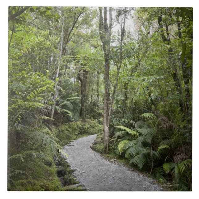 Carreau Un chemin à travers une forêt tropicale à la base (Devant)