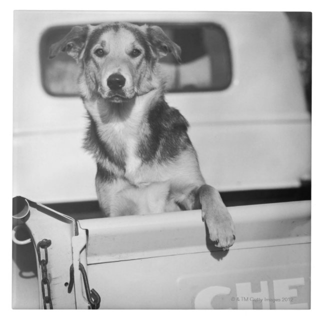 Carreau Un chien dans une voiture (Devant)