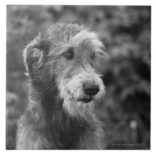 Carreau Un chien dehors