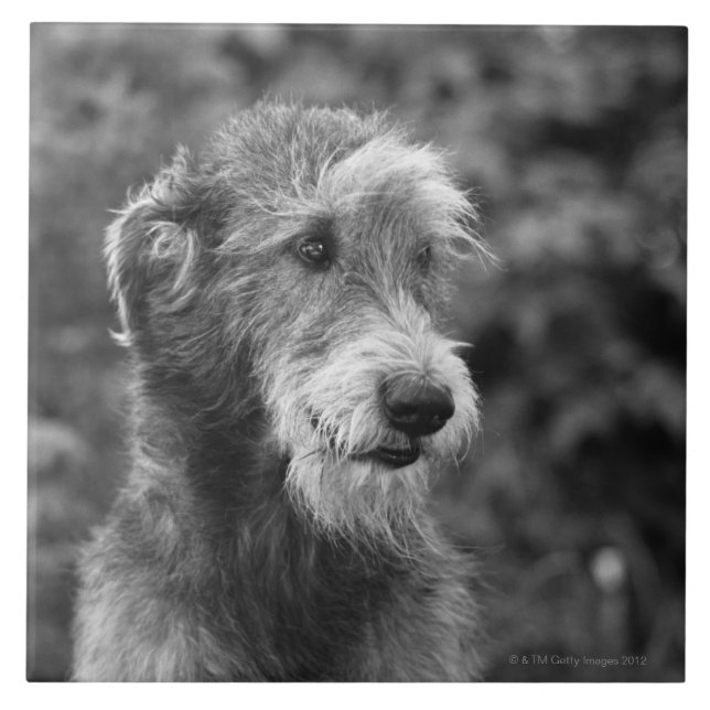 Carreau Un chien dehors (Devant)