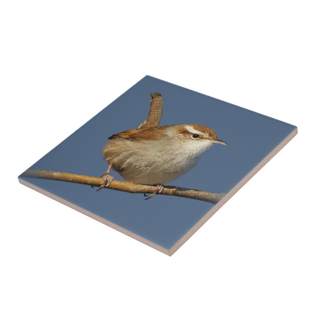 Carreau Un curieux Wren de Bewick's Wren dans l'arbre (Côté)