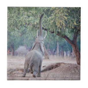 Carreau Un éléphant pour l'acia