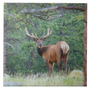 Carreau Un Elk regarde en arrière   Montagnes Rocheuses